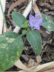 Ruellia prostrata