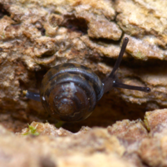 Euconulus fulvus