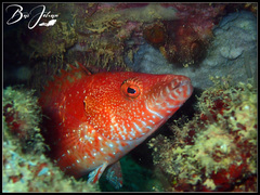 Cheilinus oxycephalus