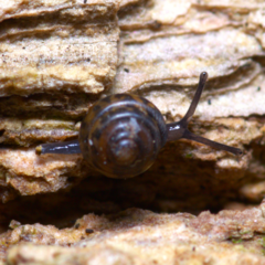 Euconulus fulvus