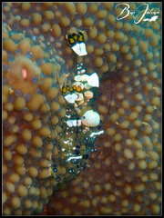 Ancylocaris brevicarpalis