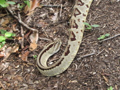 Crotalus tzabcan