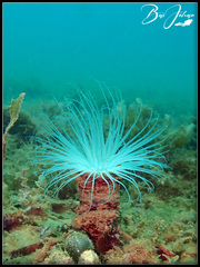 Cerianthus membranaceus