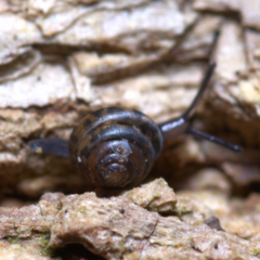 Euconulus fulvus