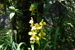 Cyrtochilum macranthum
