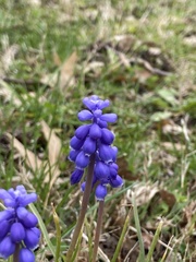 Muscari botryoides