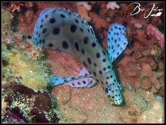 Chromileptes altivelis