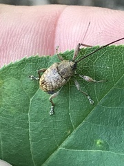 Curculio proboscideus