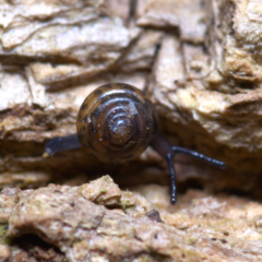 Euconulus fulvus