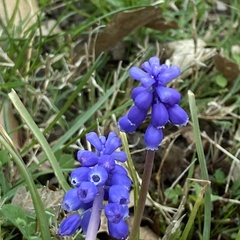 Muscari botryoides