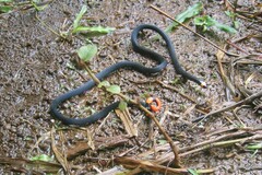 Micrurus narduccii melanotus