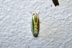 Earias huegeliana