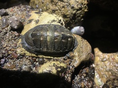 Chiton