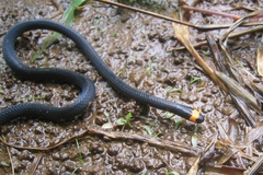 Micrurus narduccii melanotus