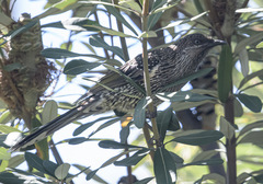 Anthochaera chrysoptera