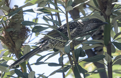 Anthochaera chrysoptera