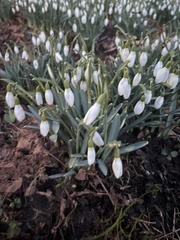 Galanthus