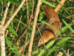Phacellodomus striaticollis