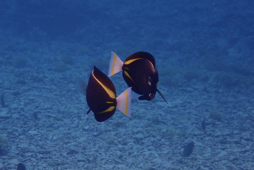 Black surgeonfish (Acanthurus nigricans) — Acanthuridae — 5