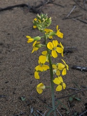 Erysimum suffrutescens