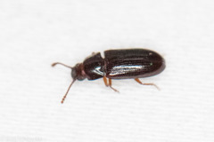 Pharaxonotha kirschii