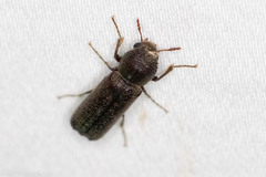 Amphicerus bicaudatus