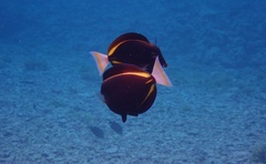 Acanthurus nigricans