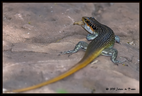 African Five-lined Skink