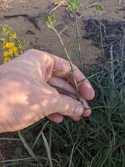 Erysimum suffrutescens