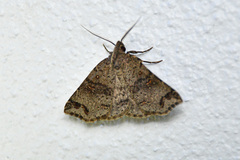 Lithilaria proestans