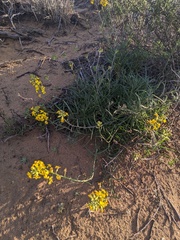 Erysimum suffrutescens