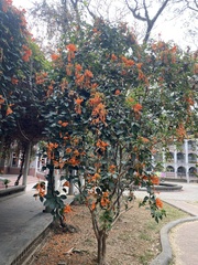 Pyrostegia
