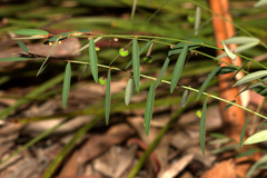 Phyllanthus virgatus