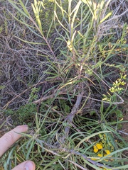 Erysimum suffrutescens