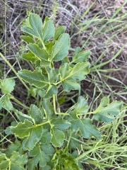 Tauschia hartwegii