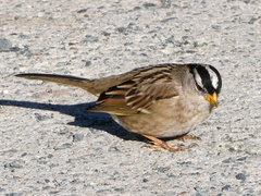 Zonotrichia leucophrys