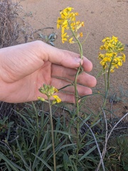 Erysimum suffrutescens