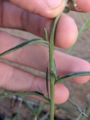 Erysimum suffrutescens
