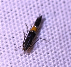 Cosmopterix heliactis