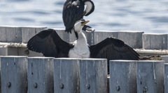 Microcarbo melanoleucos