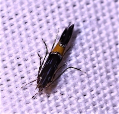 Cosmopterix heliactis