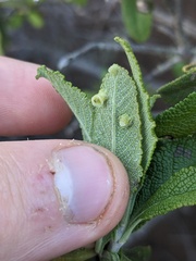 Rhopalomyia audibertiae