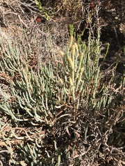 Arthroceras subterminale