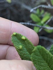 Rhopalomyia audibertiae