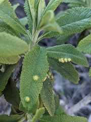 Rhopalomyia audibertiae