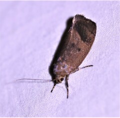 Pycnocera hypoxantha