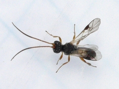 Ascogaster