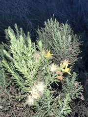 Ericameria ericoides