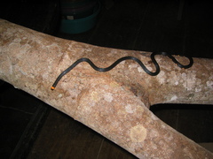 Micrurus narduccii melanotus