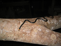 Micrurus narduccii melanotus